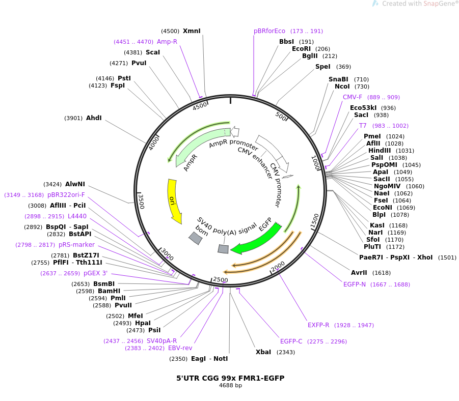 5'UTR CGG 99x FMR1-EGFP质粒图谱